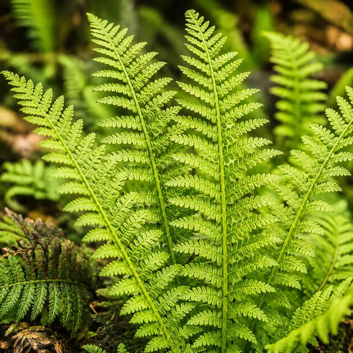 Polypodium leucotomos fern